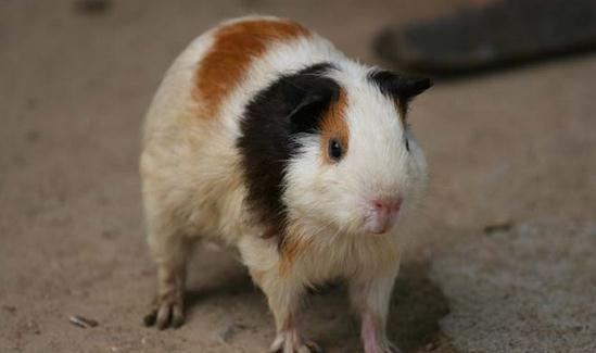 荷兰鼠的简介-荷兰鼠的价值