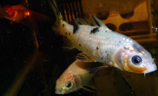 锦鲤鱼的基本介绍-锦鲤鱼如何养护？